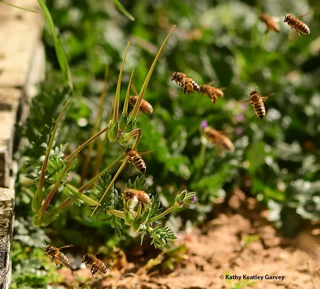 The girls bringing home the pollen from an Esparto almond orchard. (Photo by Kathy Keatley Garvey)