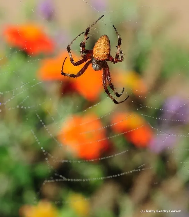 A redfemured spotted orbweaver, Neoscona domiciliorum, is hungry. (Photo by Kathy Keatley Garvey)