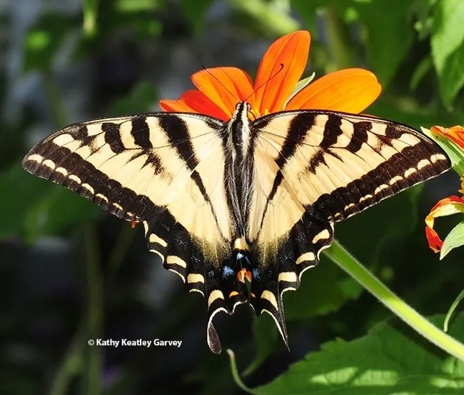A newly emerged Western tiger swallowtail, Papilio rutulus, an image taken in 2021. (Photo by Kathy Keatley Garvey)