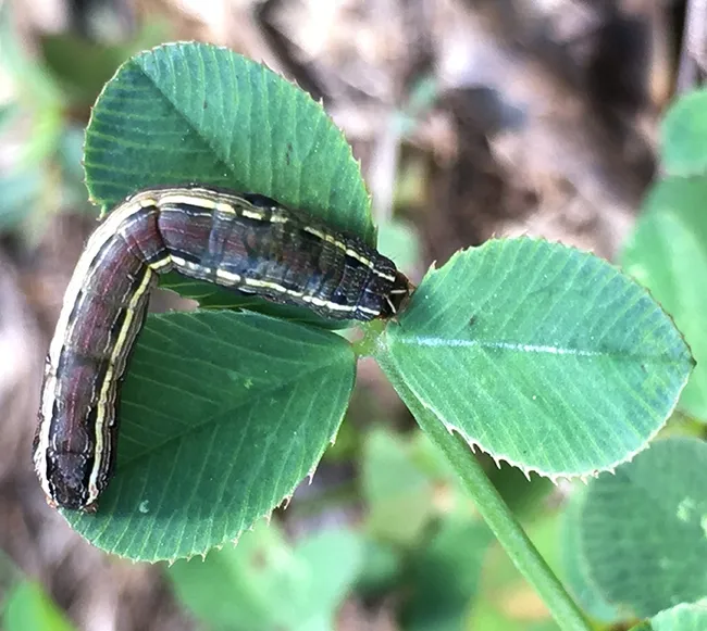 The clover or shamrock symbolizes St. Patrick's Day, but this herbivore just considers it lunch. This image of a yellow-striped armyworm moth, Spodoptera ornithogalli, was taken in Louisiana. (Photo courtesy of Marc Johnson, University of Toronto)