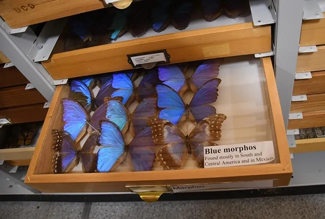 Butterfly collections, like the Morpho displays, are a popular attraction at the Bohart Museum of Entomology. (Photo by Kathy Keatley Garvey)