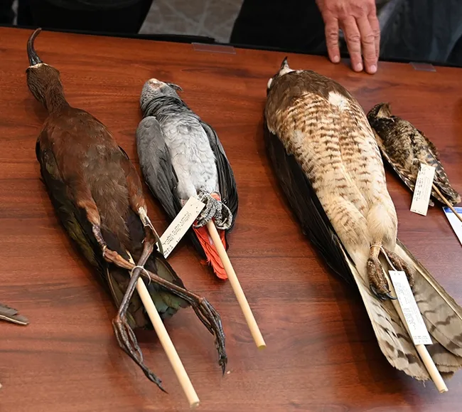 Bio Boot Camp participants will learn about the UC Davis Museum of Wildlife and Fish Biology specimens. (Photo by Kathy Keatley Garvey)
