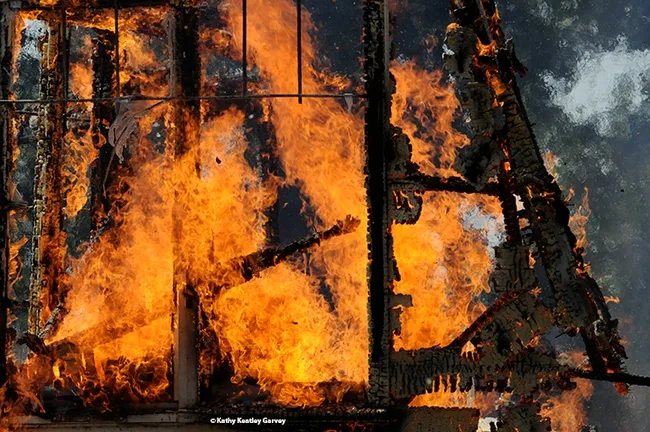 Every year, some 10,000 burn victims in the United States undergo an acute inflammatory reaction and die of burn-related infections, according to the Centers for Disease Control and Prevention. This image is of a UC Davis Fire Department control burn of an abandoned home-turned lab. It was last used as an avian lab research facility. (Photo by Kathy Keatley Garvey)