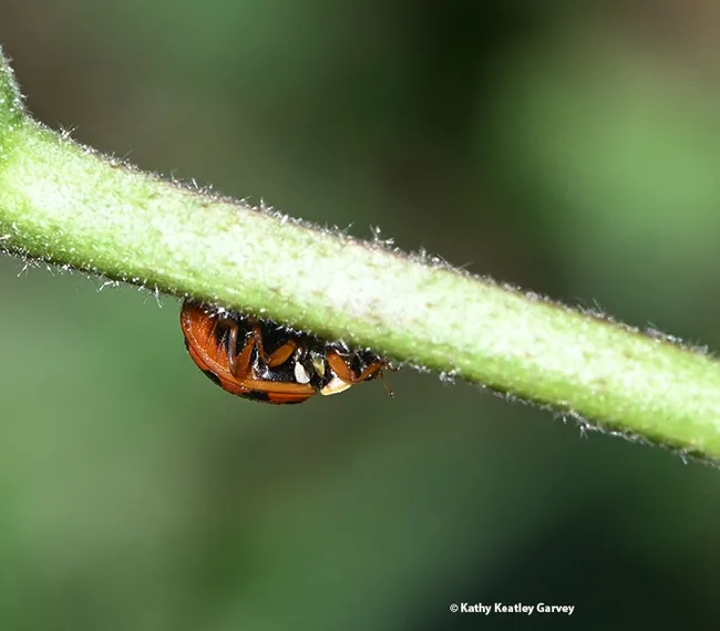 A multicolored Asian lady beetle looking for love--or prey--on a mallow on the first day of spring. (Photo by Kathy Keatley Garvey)