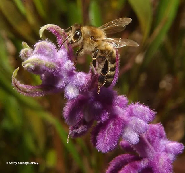 Bees will be among the spring seminar topics hosted by the UC Davis Department of Entomology and Nematology. UC Irvine faculty member Tobin Hammer will speak on "Mystery of the Missing Microbes: Why Do Bees Keep Losing Their Symbionts?" (Photo by Kathy Keatley Garvey)