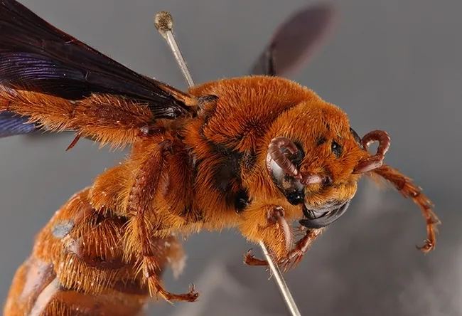 This specimen from the Bohart Museum of Entomology is a mammoth wasp, Trisciloa saussurei, a native of New Guinea. (Photo by Ziad Khouri)