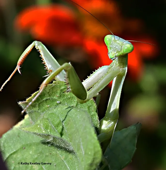 This image of a gravid Stagmomantis limbata, taken last summer in a Vacaville pollinator garden, may have been the mama. (Photo by Kathy Keatley Garvey)