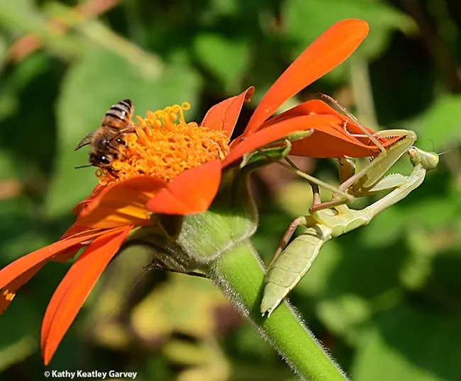 The predator and the prey. A female mantis, Stagmomantis limbata, eyes a honey bee in a pollinator garden in Vacaville last summer. She missed. (Photo by Kathy Keatley Garvey)