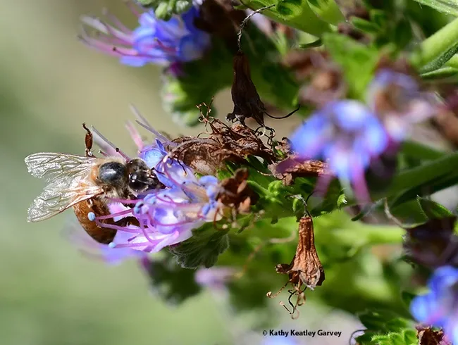 This honey bee appears to be giving a "high five" of approval as it forages on the Pride of Madeira. (Photo by Kathy Keatley Garvey)