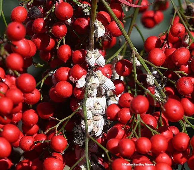 An infestation of cottony cushion scale on Nandina (Nandina domestica). (Photo by Kathy Keatley Garvey)