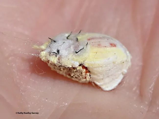 Close-up of cottony cushion scale. (Photo by Kathy Keatley Garvey)