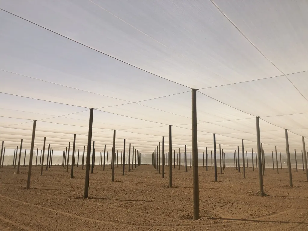 Lindcove_CUPS_Aug2020_3