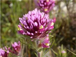 Lawn to meadow class 2022