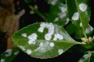powdery mildew