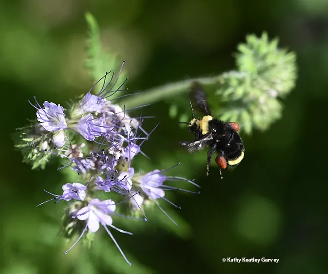 Packing red pollen, this yellow-faced bumble bee targets another Phacelia blossom. (Photo by Kathy Keatley Garvey)