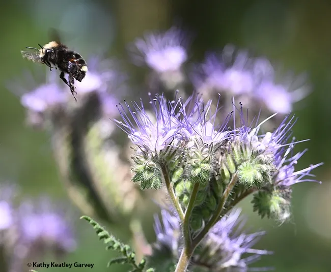 A bumble bee ballet ends where another one begins. (Photo by Kathy Keatley Garvey)