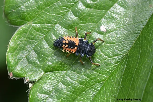 Dorsal view of the larva of a lady beetle, aka ladybug, on a strawberry plant in Vacaville, Calif. (Photo by Kathy Keatley Garvey)