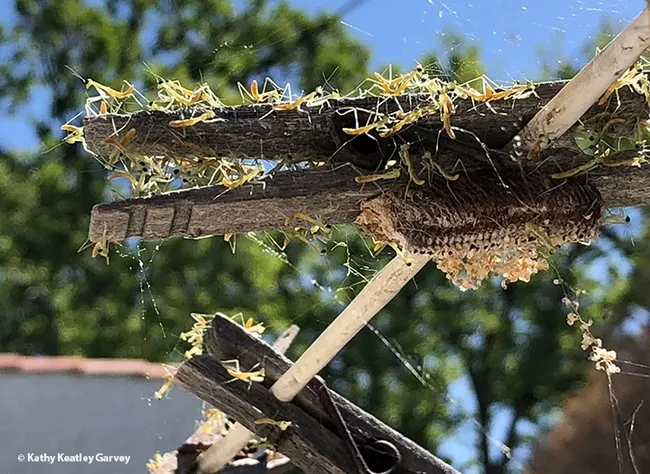 Saturday, April 9 was "Hatch Day." (Photo by Kathy Keatley Garvey)