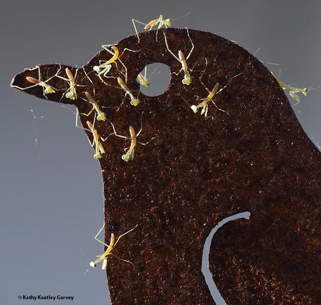 Some of the praying mantis nymphs climbed to the top of a metallic quail sculpture on the clothesline, getting a bird's eye view. (Photo by Kathy Keatley Garvey)