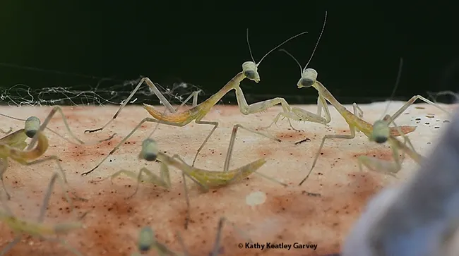 Well, howdy there, sibling! What big eyes you have! (Photo by Kathy Keatley Garvey)