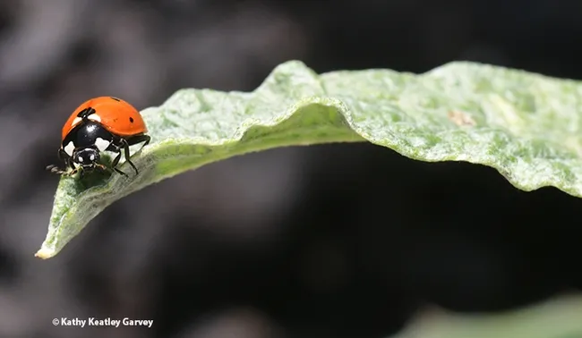 Which way to go? Or to go at all? Decisions, decisions. (Photo by Kathy Keatley Garvey)
