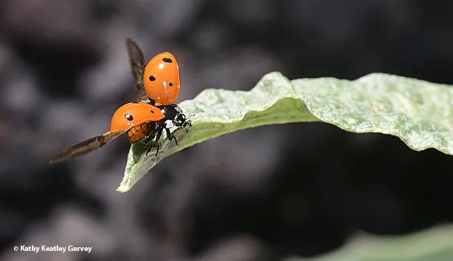 Watch me go! A ladybug unfolds its wings and is ready for take-off. (Photo by Kathy Keatley Garvey)