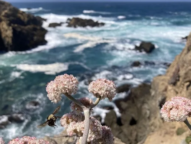 A yellow-faced bumble bee, Bombus vosnesenskii, foraging on buckwheat along California coast. (Photo courtesy of Tobin Hammer)
