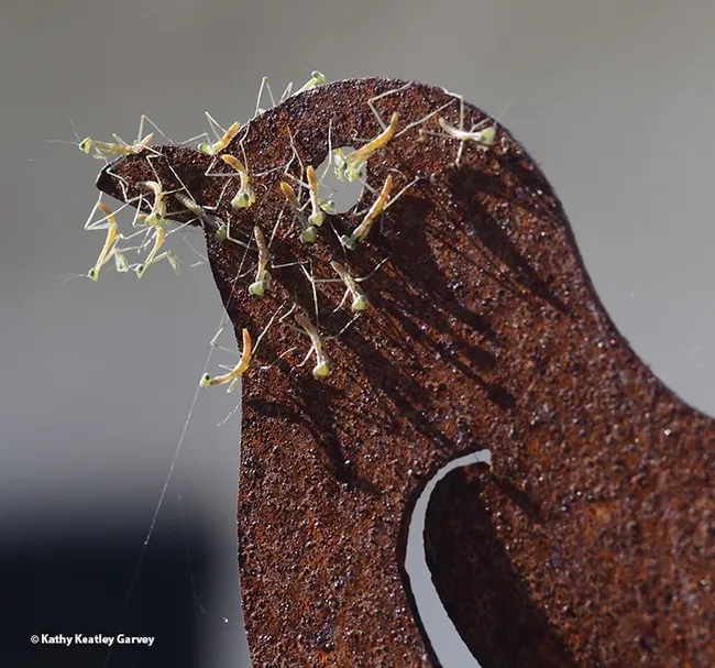 Praying mantis nymphs, Stagmomantis limbata, scatter on a metallic quail sculpture near where they hatched the afternoon of April 9 in Vacaville, Calif. (Photo by Kathy Keatley Garvey)