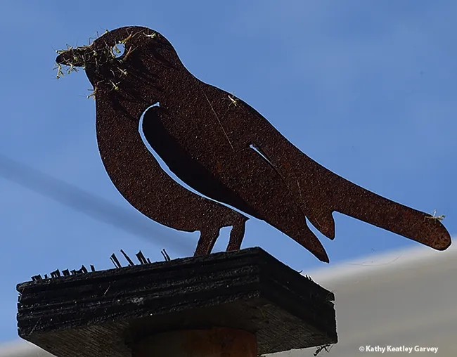 Near nightfall, only a few nymphs remained on the metallic quail sculpture. (Photo by Kathy Keatley Garvey)