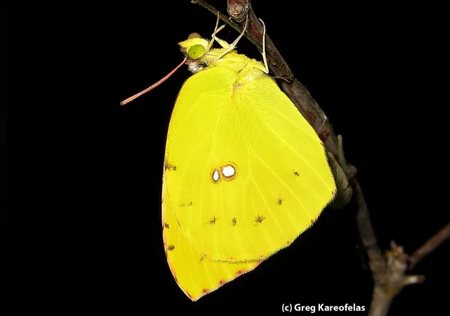 This is the female California dogface butterfly, photographed by Greg Kareofelas, a Bohart Museum of Entomology asociate.