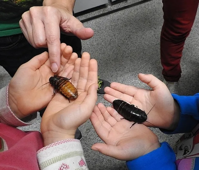 The Bohart Museum's popular live "petting zoo" also will be featured at the UC Davis Picnic Day. Here youngsters hold Madagascar hissing cockroaches. (Photo by Kathy Keatley Garvey)