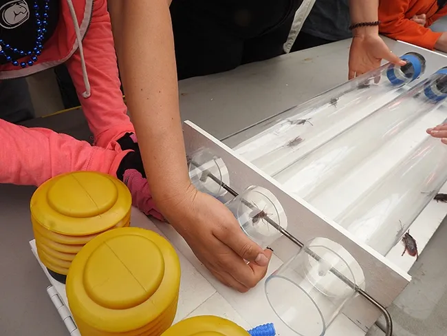 Some roaches escape before they can be lined up to run. (Photo by Kathy Keatley Garvey)