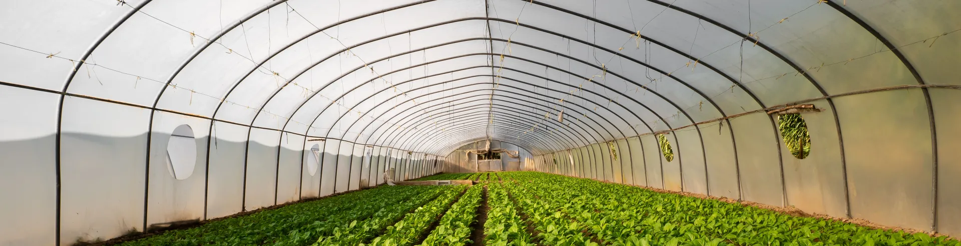 Greenhouse (wide horizontal)