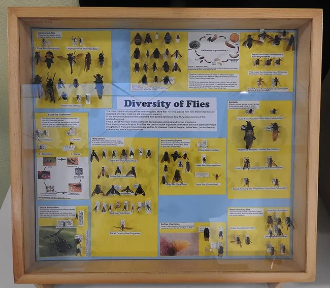 This is Severyn Korneyev's fly diversity display showcased at the Bohart Museum of Entomology during the UC Davis Picnic Day. (Photo by Kathy Keatley Garvey)