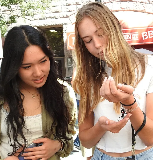 UC Davis undergraduate students Pichawi "Salee" Sangrawiakararat (left) and Lauren Spellman check out the Peruvian stick insects at the Bohart Museum of Entomology table at the California Honey Festival. (Photo by Kathy Keatley Garvey)