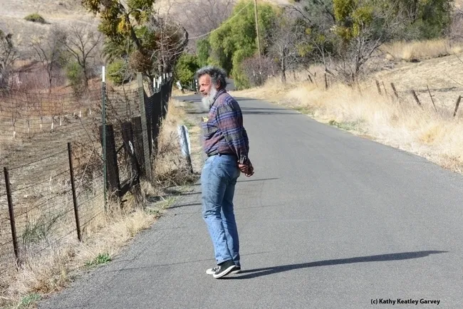 Butterfly guru Art Shapiro spots a butterfly off Gates Canyon Road, Vacaville, on Jan. 25, 2014. (Photo by Kathy Keatley Garvey)