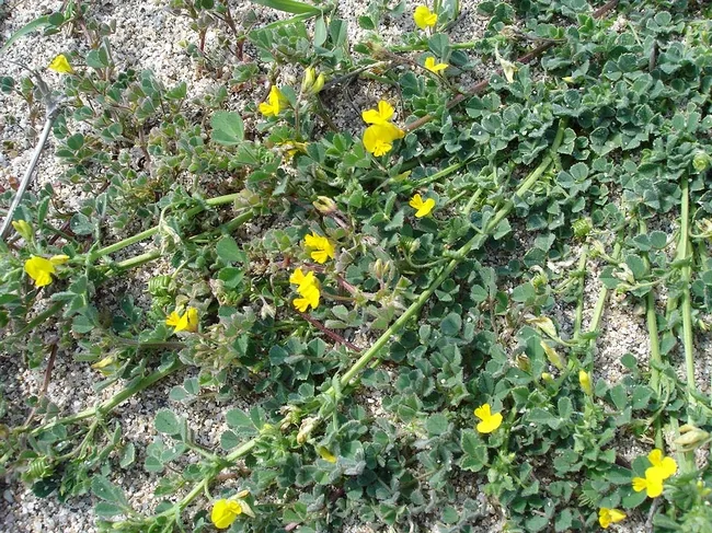 This is Medicago littoralis. Plants in the Medicago family are commonly known as medick or burclover. (Photo by Jean Tosti, photo courtesy of Wikipedia)