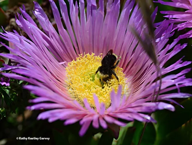 A lone yellow-faced bumble bee, Bombus vosnesenskii, foraging on an ice plant blossom at Bodega Bay. (Photo by Kathy Keatley Garvey)