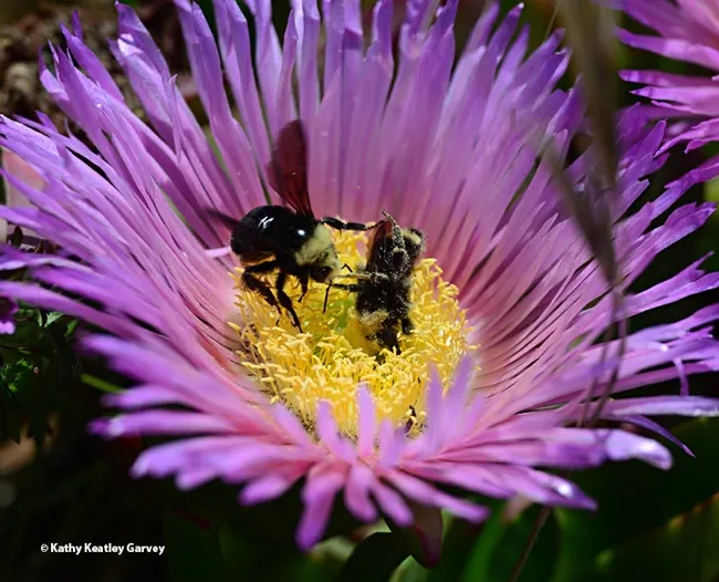 "Hey, move over! I want to forage here, too." Two bumble bees, Bombus vosnesenskii, on one neon ice plant blossom. (Photo by Kathy Keatley Garvey)