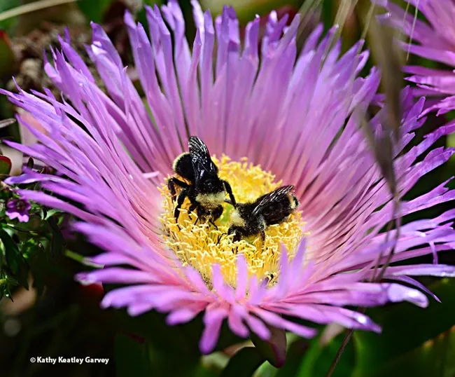 "Hey, you're getting too close to me. I was here first." Two bumble bees, Bombus vosnesenskii, foraging on the same ice plant blossom. (Photo by Kathy Keatley Garvey)