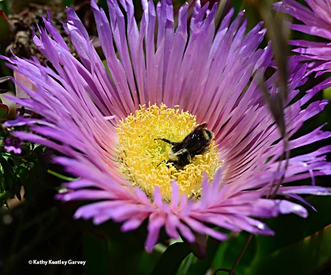 "Ah, all mine again!" A bumble bee, Bombus vosnesenskii, rolling in the pollen of a neon ice plant blossom. (Photo by Kathy Keatley Garvey)