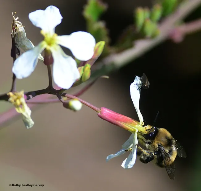Two insects on one wildradish blossom: a fly and a digger bee, Anthophora bomboides stanfordiana, at Bodega Head on May 9, 2022. (Photo by Kathy Keatley Garvey)