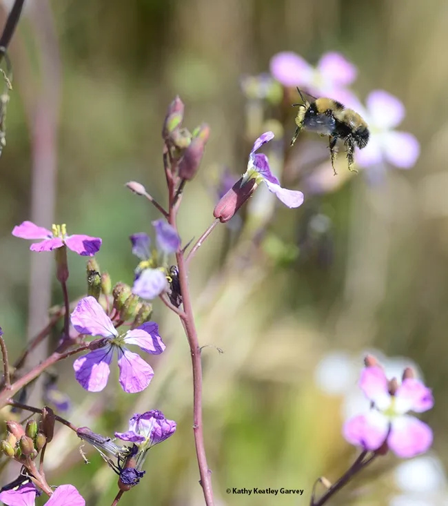 A digger bee, Anthophora bomboides stanfordiana, in flight at Bodega Head on May 9, 2022. The flower is a wild radish, Raphanus raphanistrum. (Photo by Kathy Keatley Garvey)