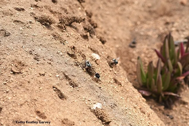Archived photo of nests of Anthophora bomboides stanfordiana on the sandstone cliffs, Bodega Head. (Photo by Kathy Keatley Garvey)