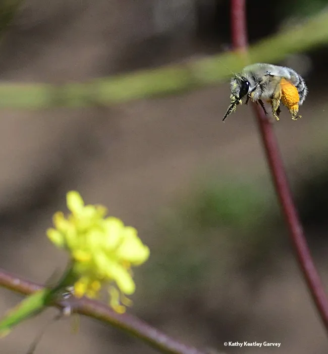 A female Habropoda miserabilis in flight at Bodega Head on May 9. This silver digger bee was heading for mustard and wild radish. (Photo by Kathy Keatley Garvey)