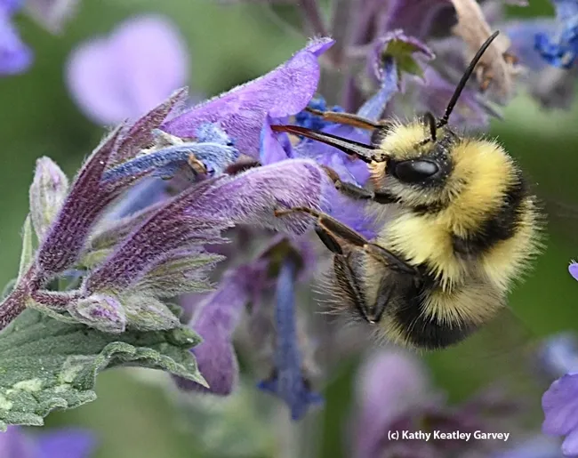 A male black-tailed bumble bee, Bombus melanopygus, foraging on a lavender. (Photo by Kathy Keatley Garvey)