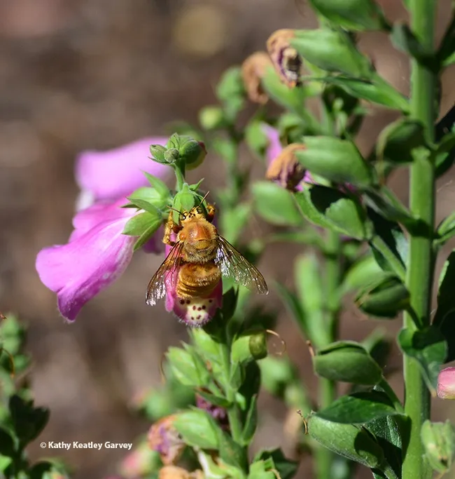 A male valley carpenter bee, Xylocopa sonorina, engaging in nectar robbing; he's sipping nectar through a hole in the base of a foxglove blossom. (Photo by Kathy Keatley Garvey)