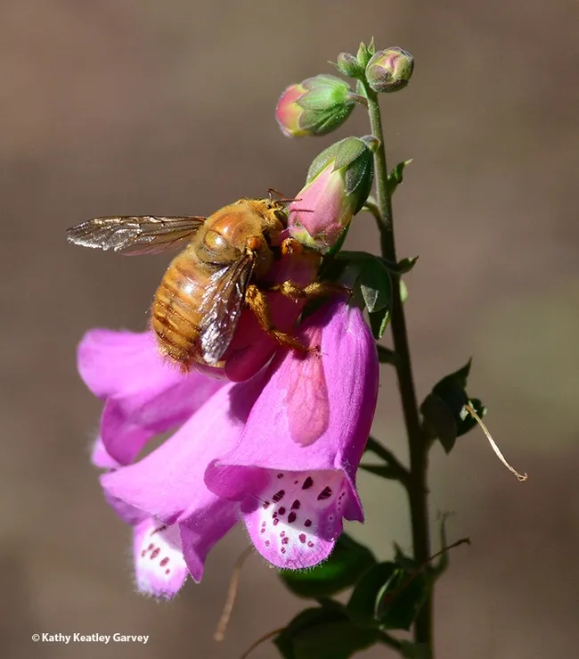 Close-up of male Valley carpenter bee, "the teddy bear beer," engaged in nectar robbing. (Photo by Kathy Keatley Garvey)