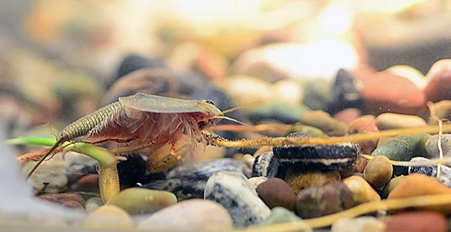 The tadpole shrimp is neither a tadpole nor a shrimp. It's a crustacean that's a pest of rice. (Photo by Kathy Keatley Garvey)