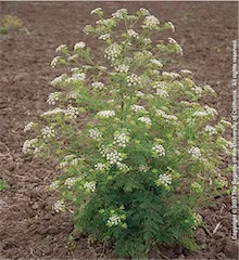 Copyright 2007 The Regents of the University of California